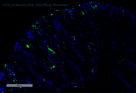 StressMarq Biosciences SMC-519D image 1