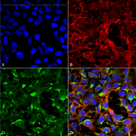 StressMarq Biosciences SMC-520D image 1