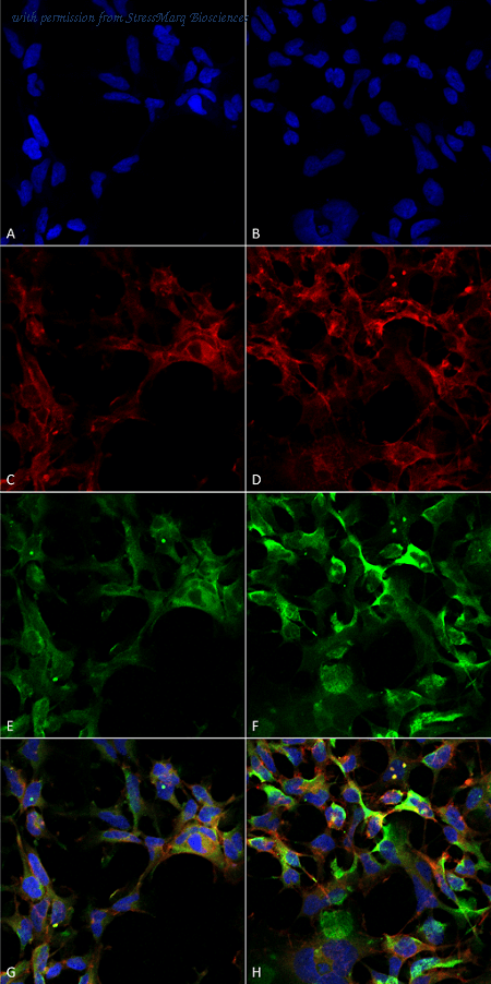 StressMarq Biosciences SMC-521D image 1