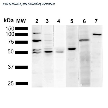 StressMarq Biosciences SMC-540 image 1