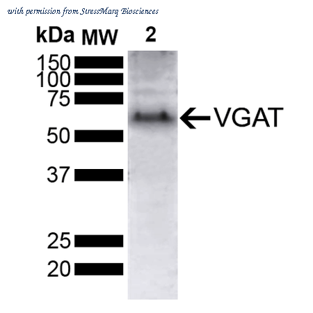 StressMarq Biosciences SMC-562D image 1