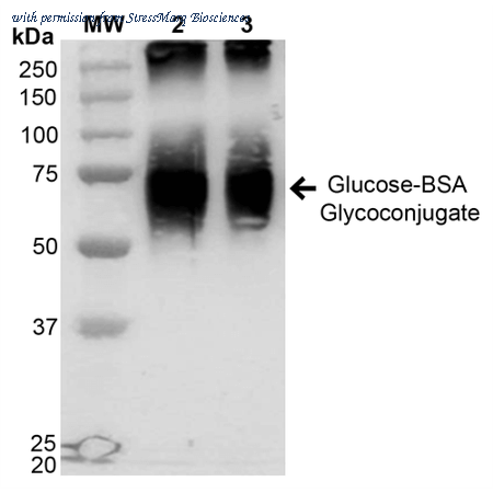 StressMarq Biosciences SPR-204 image 1
