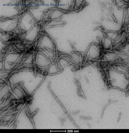 StressMarq Biosciences SPR-510 image 1