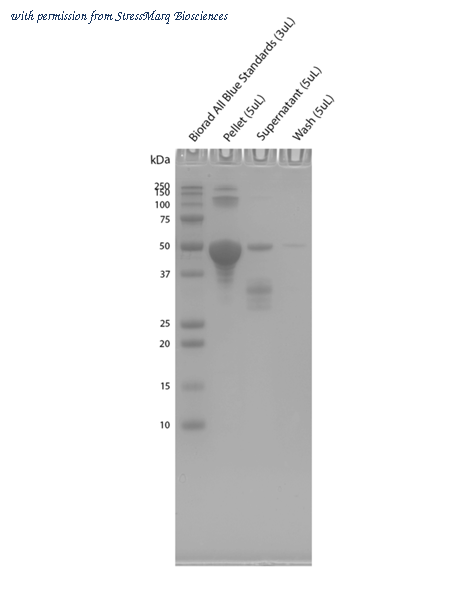 StressMarq Biosciences SPR-510 image 3
