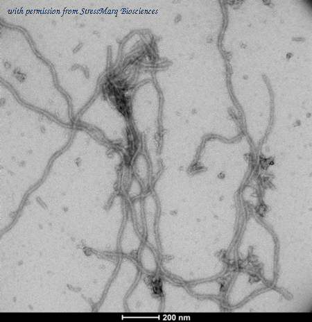 StressMarq Biosciences SPR-516 image 1
