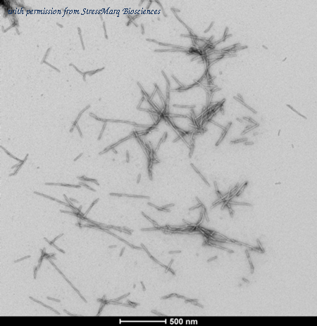 StressMarq Biosciences SPR-518-A488 image 2