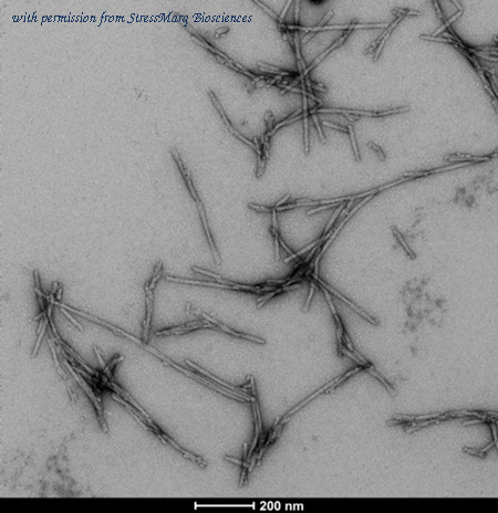 StressMarq Biosciences SPR-518-A488 image 3