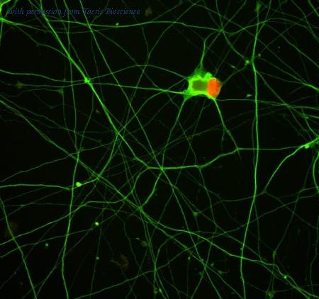 Tocris Bioscience 6053/1 image 1